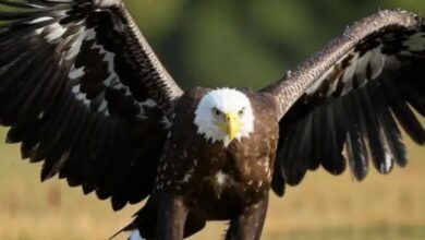 Россия-заманила-Америку-в-ловушку-Фукидида.-Началось-самое-опасное-и-интересное